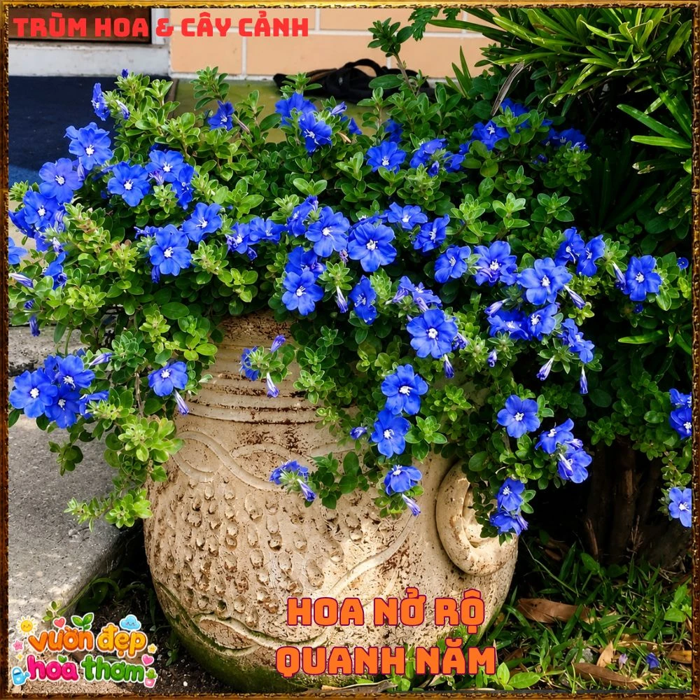 Chậu Hoa Thanh Tú Màu Xanh Lam Siêu Đẹp - Ảnh 19