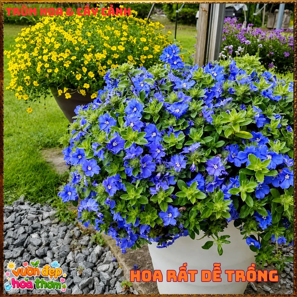 Chậu Hoa Thanh Tú Màu Xanh Lam Siêu Đẹp - Ảnh 2