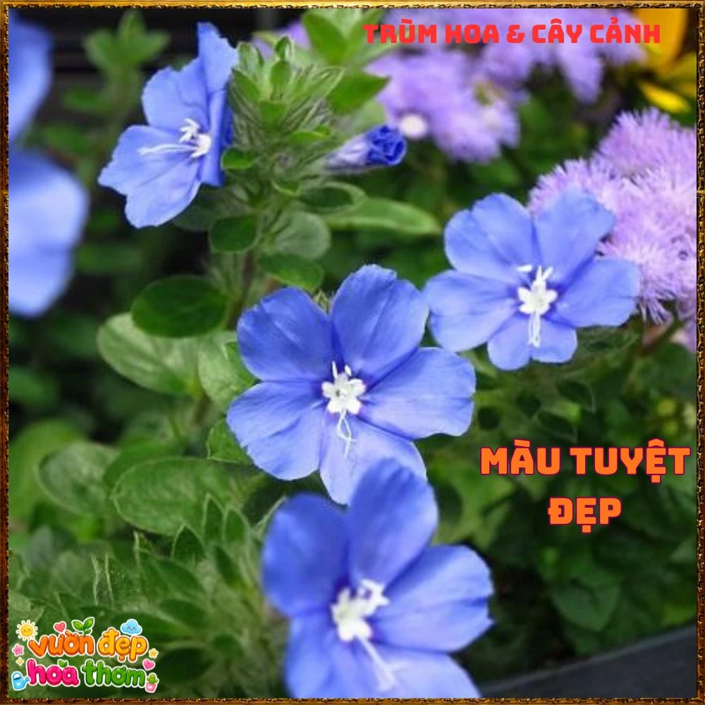 Chậu Hoa Thanh Tú Màu Xanh Lam Siêu Đẹp - Ảnh 20