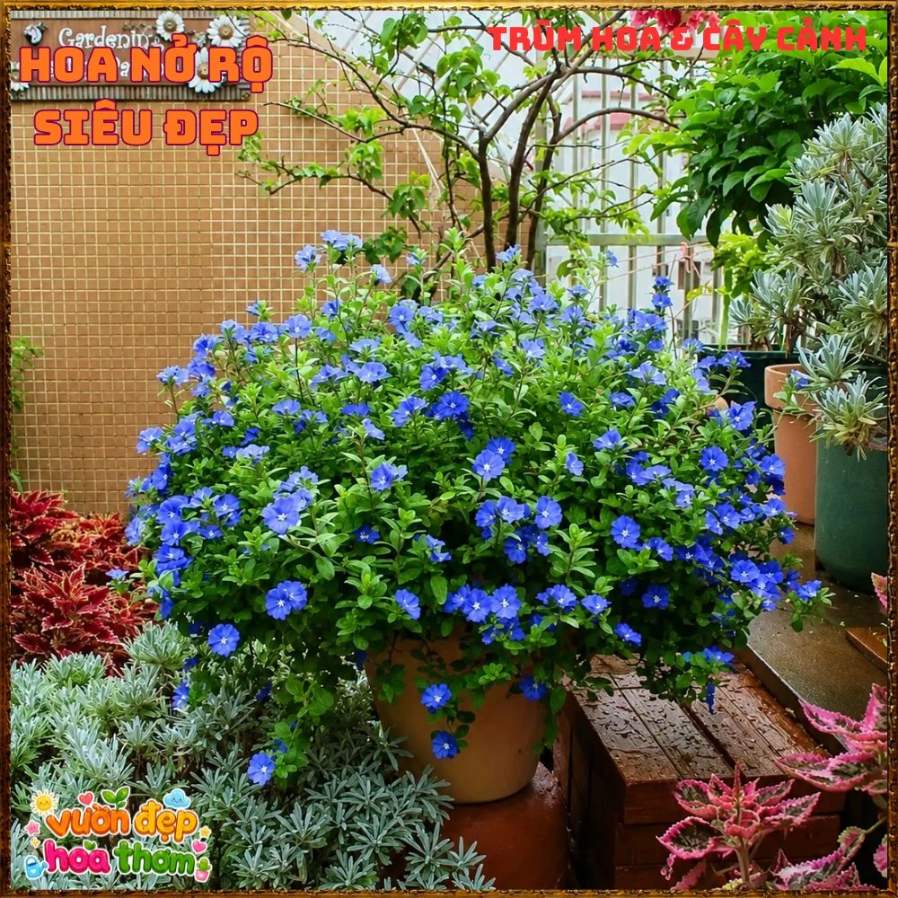 Chậu Hoa Thanh Tú Màu Xanh Lam Siêu Đẹp - Ảnh 3