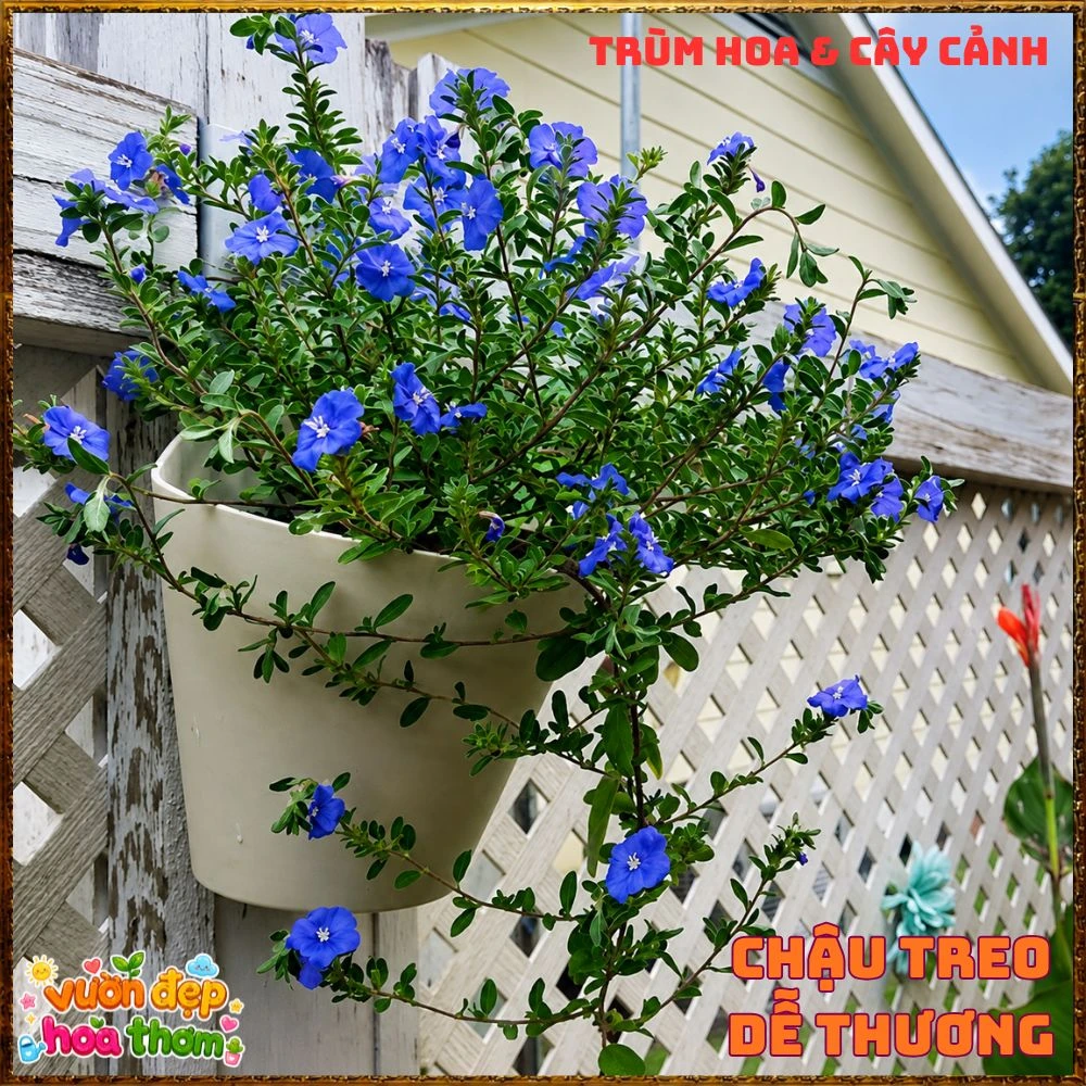 Chậu Hoa Thanh Tú Màu Xanh Lam Siêu Đẹp - Ảnh 4
