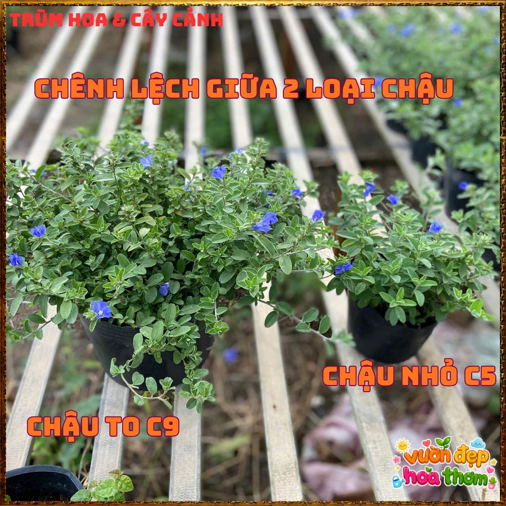Chậu Hoa Thanh Tú Màu Xanh Lam Siêu Đẹp - Ảnh 5