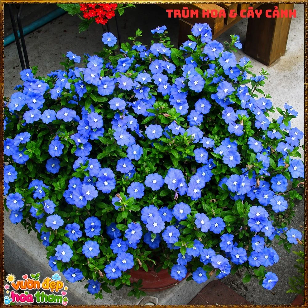 Chậu Hoa Thanh Tú Màu Xanh Lam Siêu Đẹp - Ảnh 6