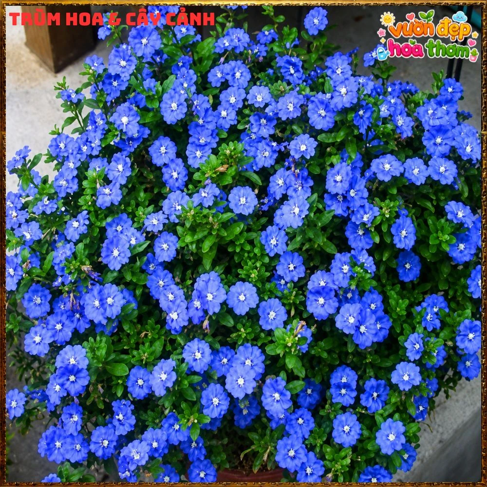 Chậu Hoa Thanh Tú Màu Xanh Lam Siêu Đẹp