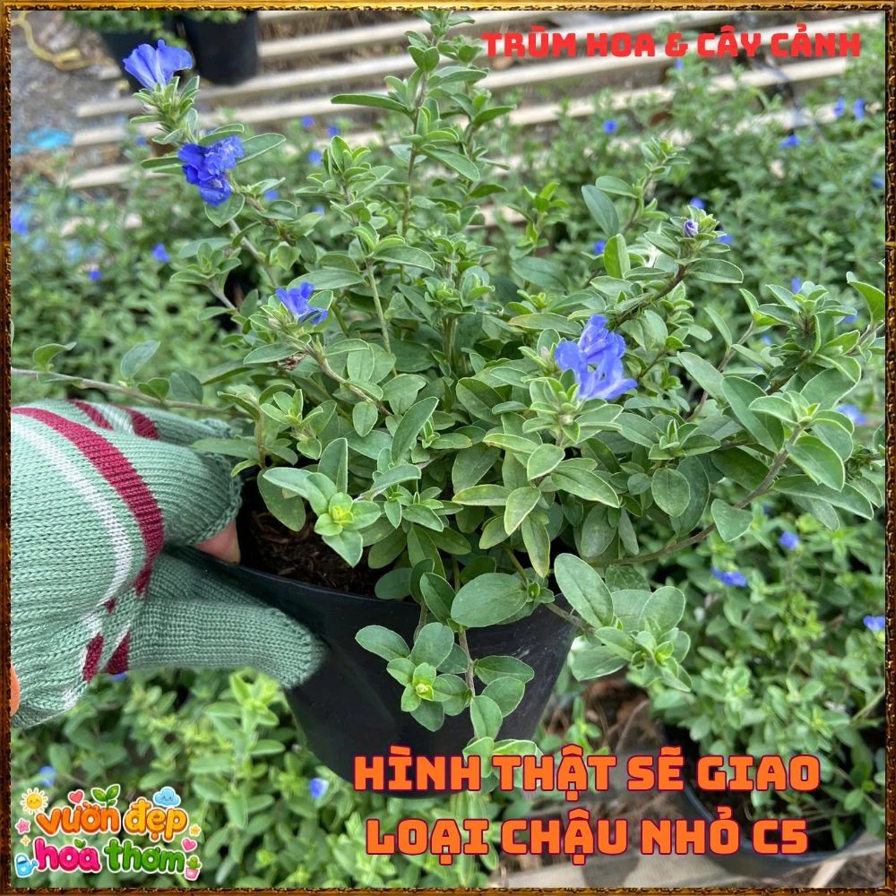 Chậu Hoa Thanh Tú Màu Xanh Lam Siêu Đẹp - Ảnh 8
