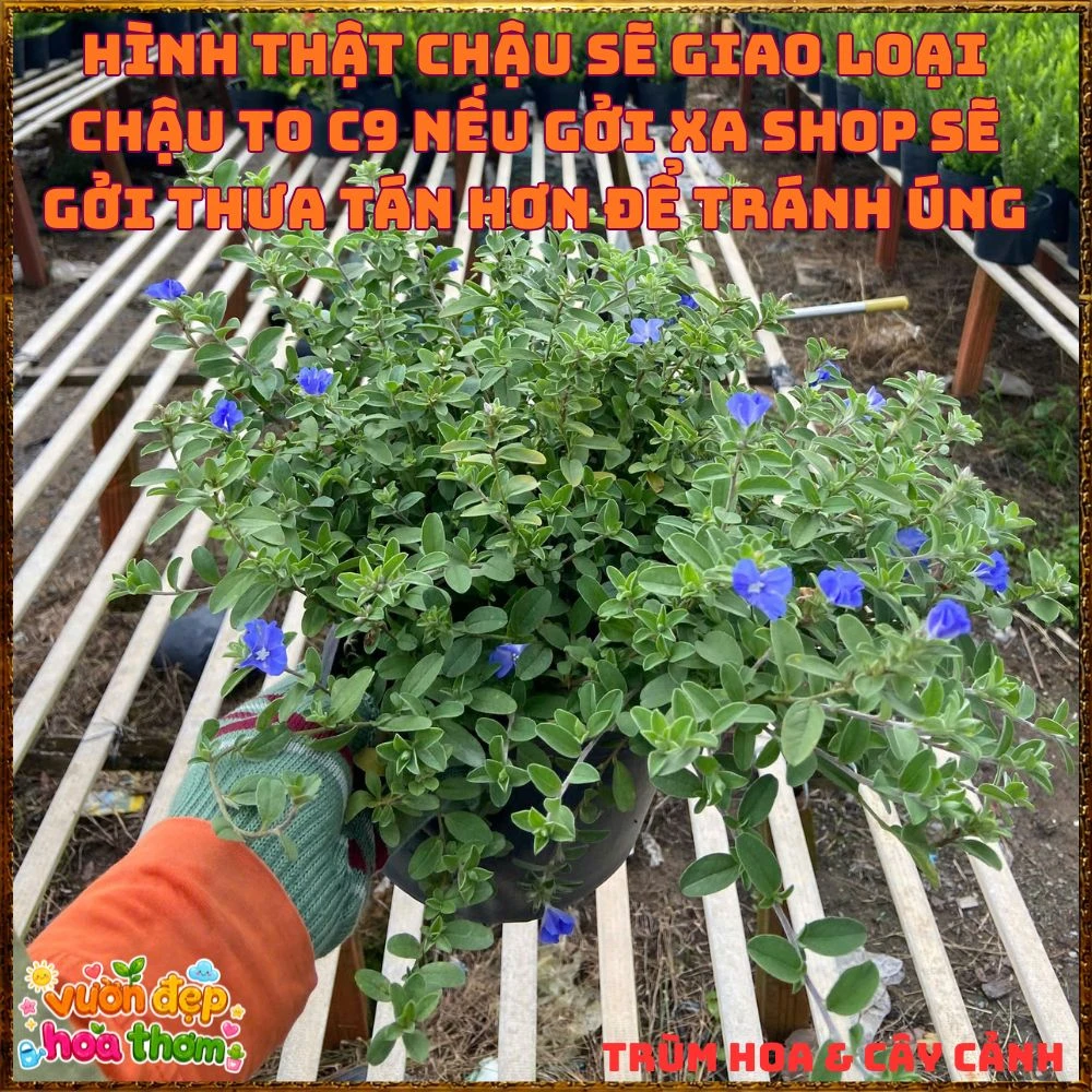 Chậu Hoa Thanh Tú Màu Xanh Lam Siêu Đẹp - Ảnh 9