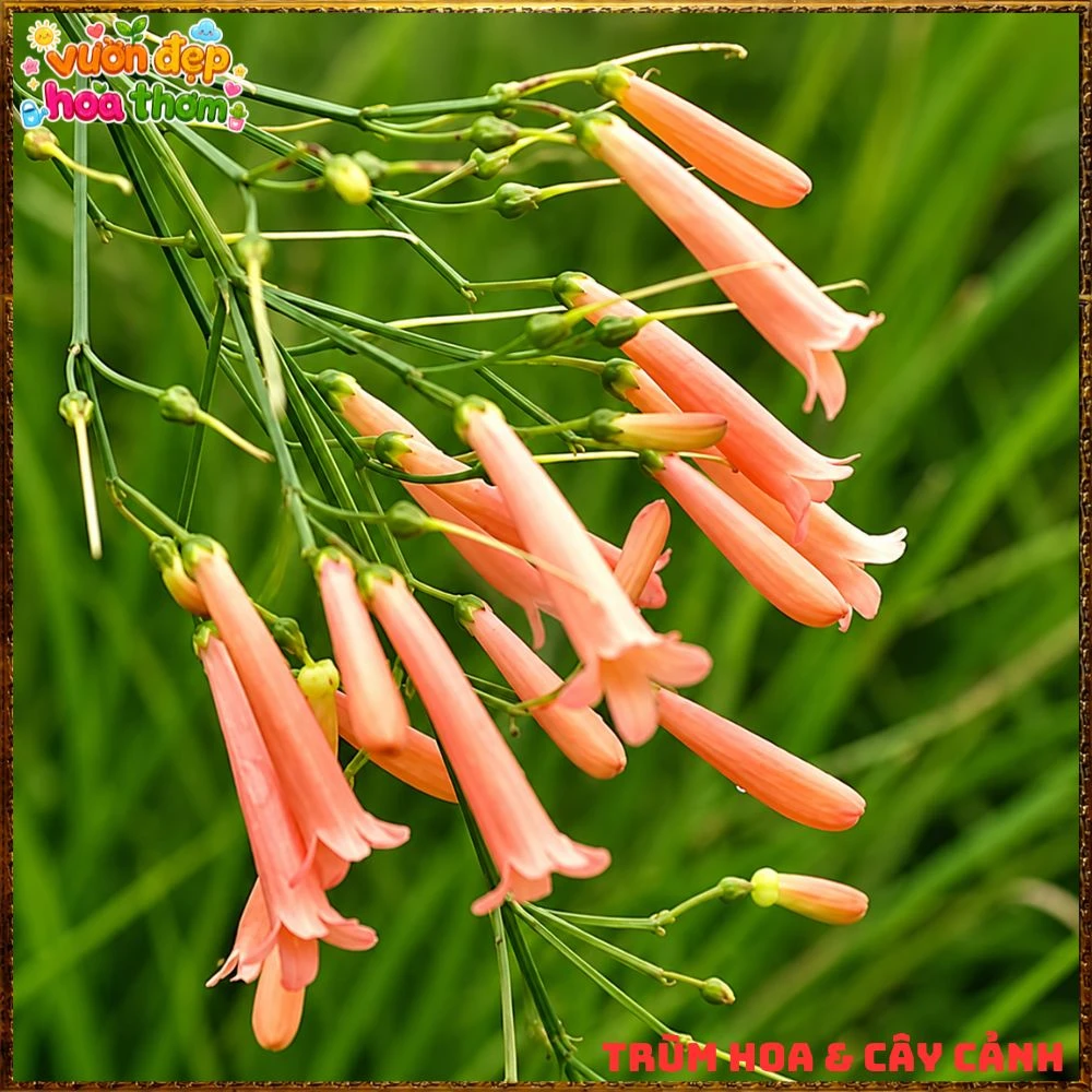 Chậu Hoa Liễu Tường Hồng Buông Rũ Siêu Xinh - Ảnh 3