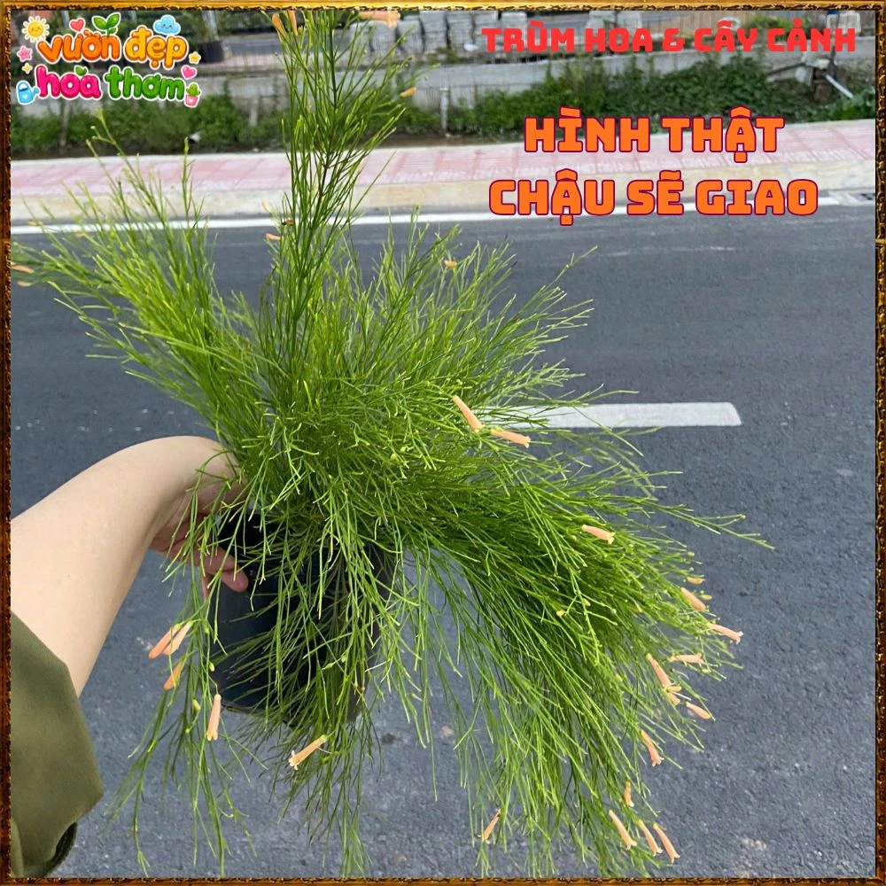 Chậu Hoa Liễu Tường Hồng Buông Rũ Siêu Xinh - Ảnh 4