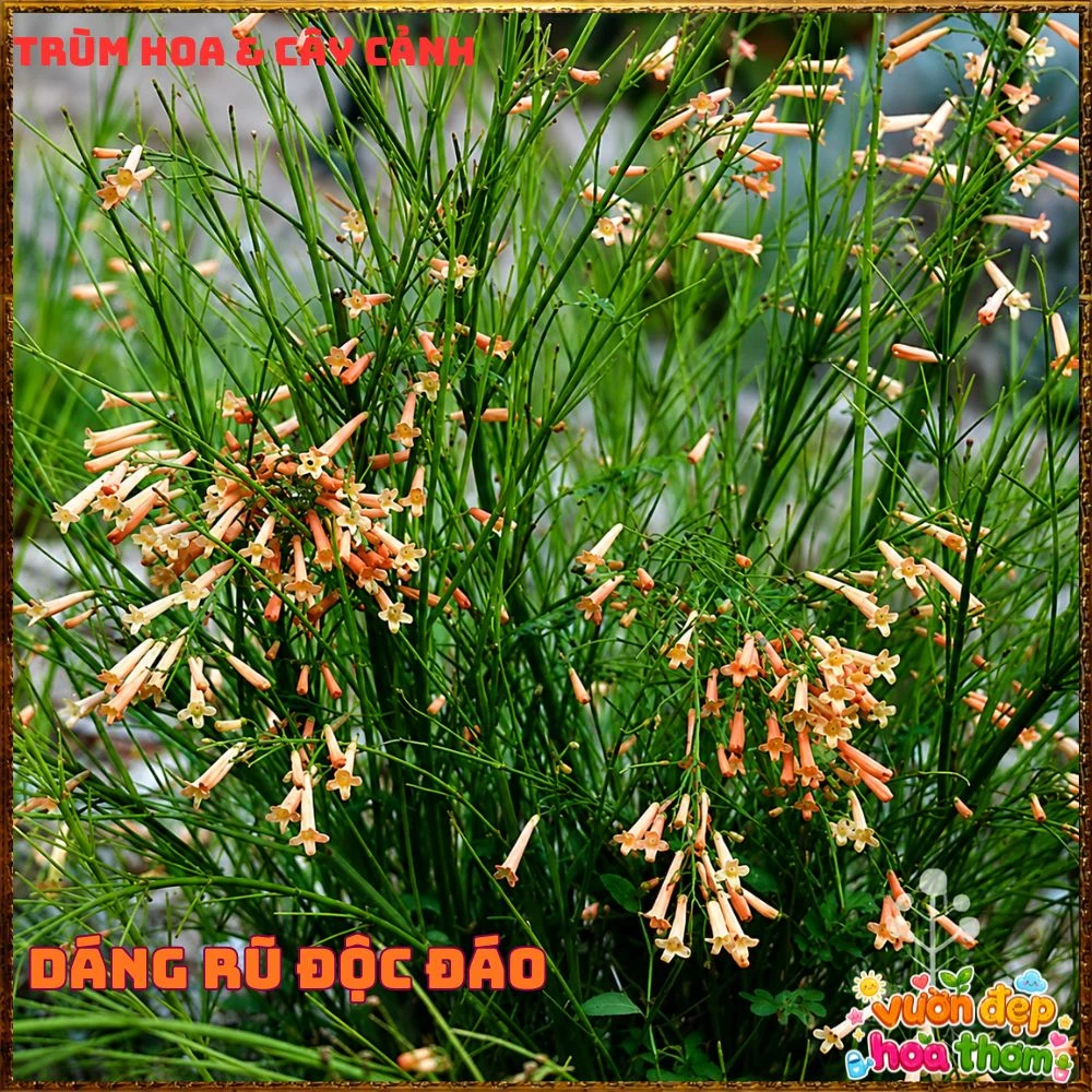 Chậu Hoa Liễu Tường Hồng Buông Rũ Siêu Xinh - Ảnh 6