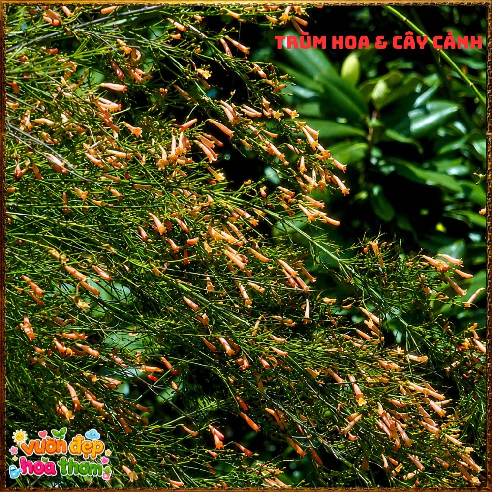 Chậu Hoa Liễu Tường Hồng Buông Rũ Siêu Xinh - Ảnh 9