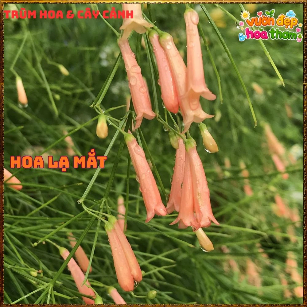 Chậu Hoa Liễu Tường Hồng Buông Rũ Siêu Xinh - Ảnh 14