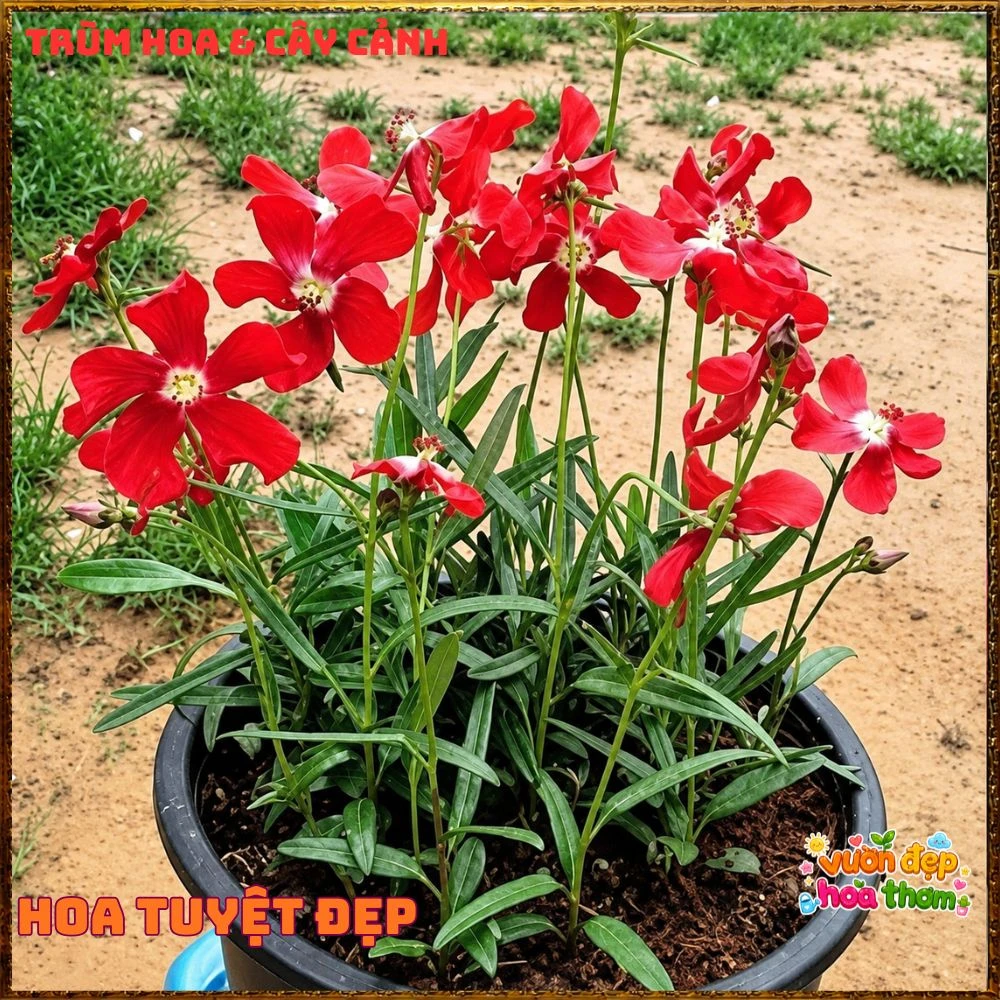 Cây Thập Tự Hoa Thưa Hiếm Lạ Tuyệt Đẹp Củ Đùi Gà Dược Liệu Qúy - Ảnh 3