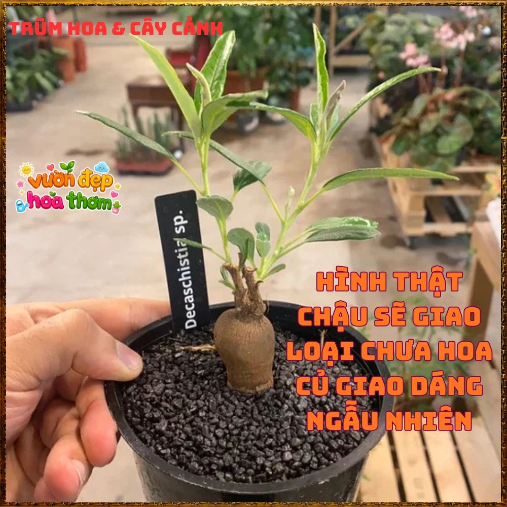 Cây Thập Tự Hoa Thưa Hiếm Lạ Tuyệt Đẹp Củ Đùi Gà Dược Liệu Qúy - Ảnh 5