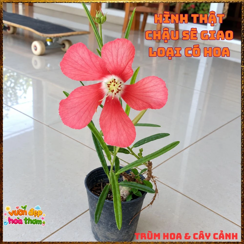 Cây Thập Tự Hoa Thưa Hiếm Lạ Tuyệt Đẹp Củ Đùi Gà Dược Liệu Qúy - Ảnh 8
