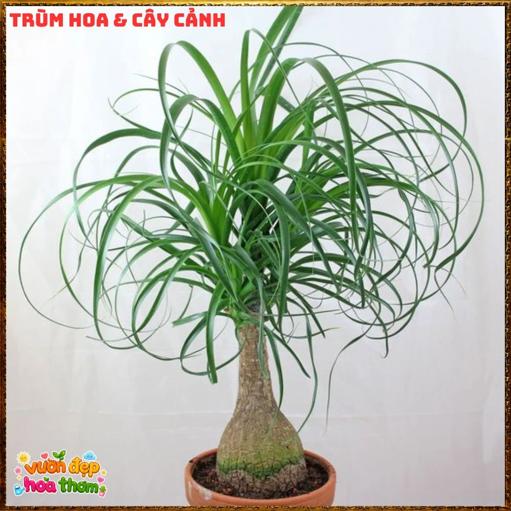 Cây Lan Bầu Rượu Tròn Đều Dáng Đẹp Có Đủ Loại 1 Ngọn Và Nhiều Ngọn - Ảnh 2
