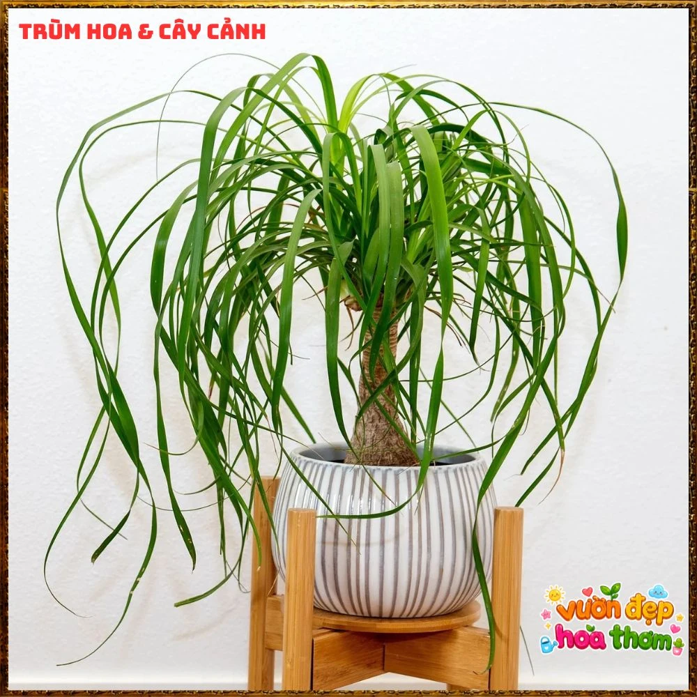 Cây Lan Bầu Rượu Tròn Đều Dáng Đẹp Có Đủ Loại 1 Ngọn Và Nhiều Ngọn - Ảnh 4