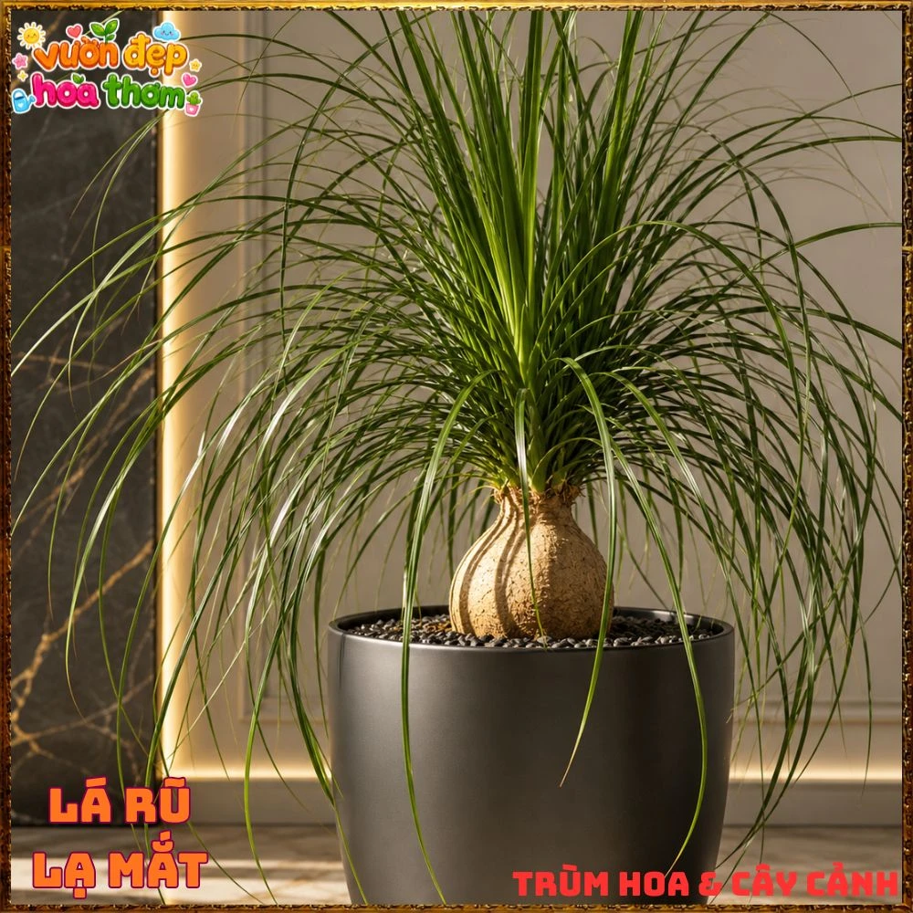 Cây Lan Bầu Rượu Tròn Đều Dáng Đẹp Có Đủ Loại 1 Ngọn Và Nhiều Ngọn - Ảnh 5