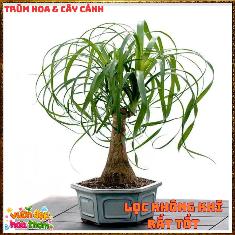 Cây Lan Bầu Rượu Tròn Đều Dáng Đẹp Có Đủ Loại 1 Ngọn Và Nhiều Ngọn - Ảnh 6