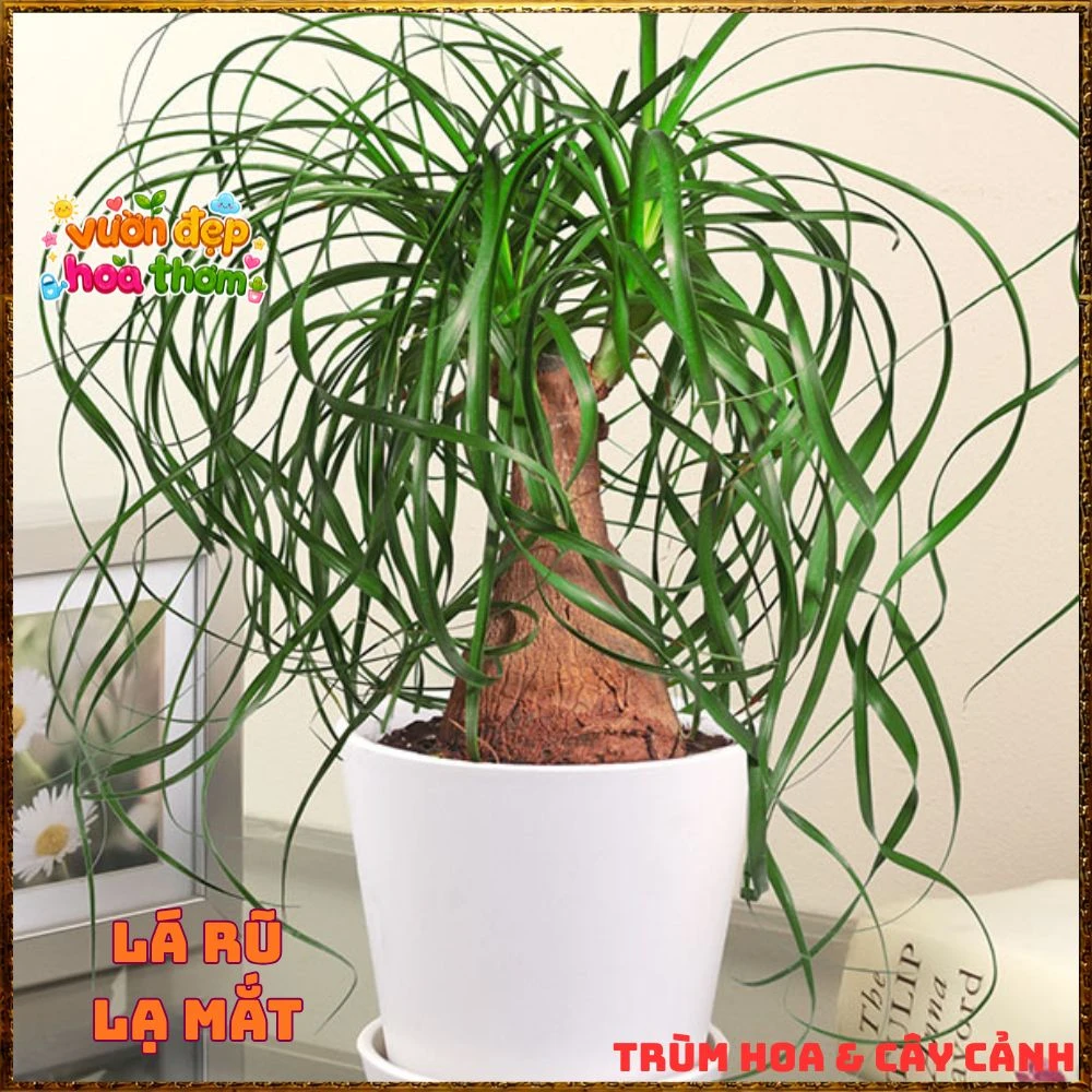 Cây Lan Bầu Rượu Tròn Đều Dáng Đẹp Có Đủ Loại 1 Ngọn Và Nhiều Ngọn - Ảnh 7