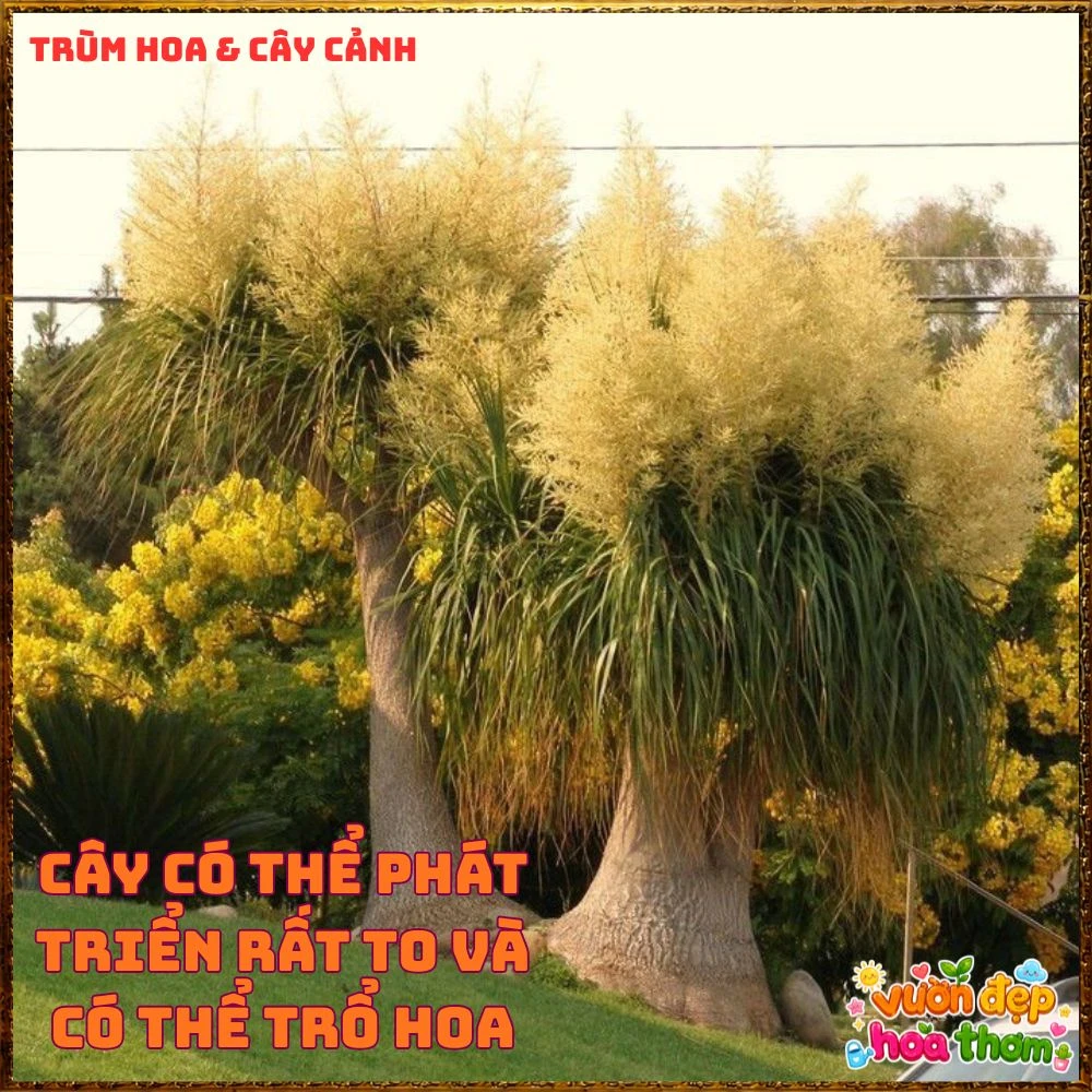 Cây Lan Bầu Rượu Tròn Đều Dáng Đẹp Có Đủ Loại 1 Ngọn Và Nhiều Ngọn - Ảnh 8