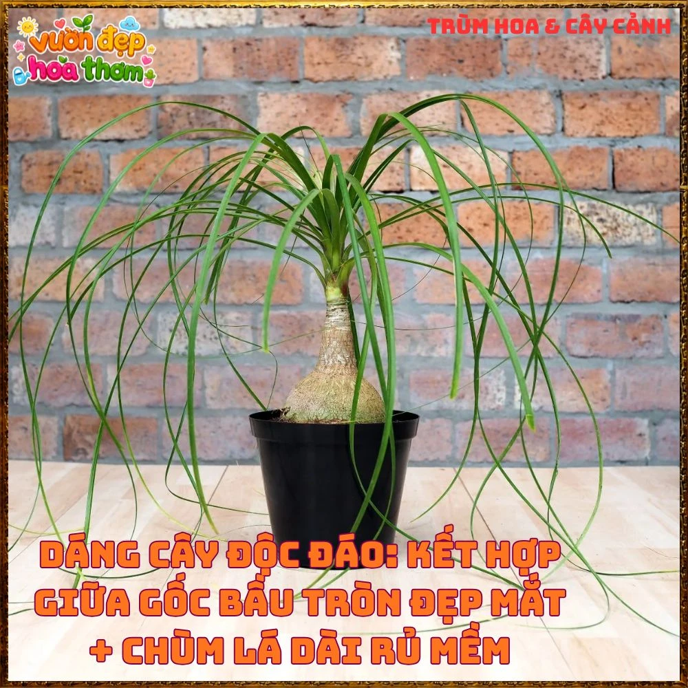 Cây Lan Bầu Rượu Tròn Đều Dáng Đẹp Có Đủ Loại 1 Ngọn Và Nhiều Ngọn - Ảnh 9