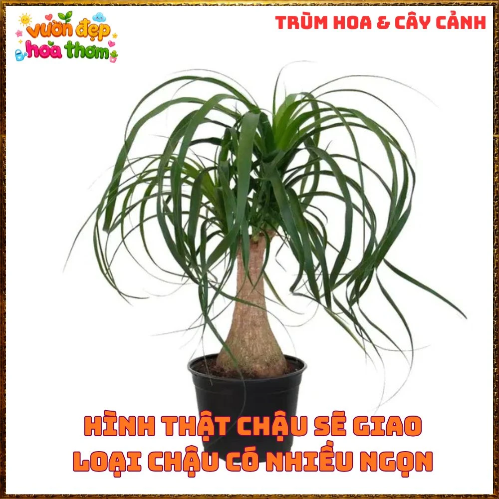 Cây Lan Bầu Rượu Tròn Đều Dáng Đẹp Có Đủ Loại 1 Ngọn Và Nhiều Ngọn - Ảnh 10