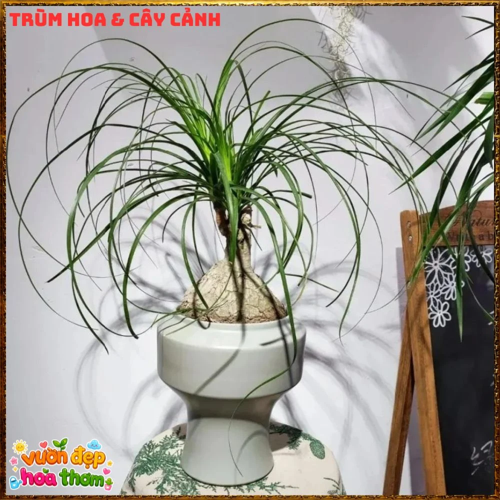 Cây Lan Bầu Rượu Tròn Đều Dáng Đẹp Có Đủ Loại 1 Ngọn Và Nhiều Ngọn - Ảnh 12