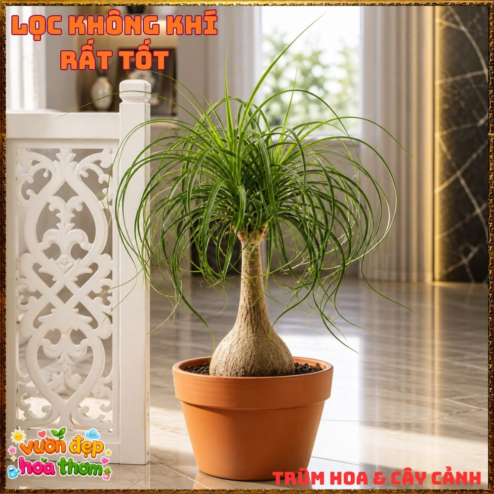 Cây Lan Bầu Rượu Tròn Đều Dáng Đẹp Có Đủ Loại 1 Ngọn Và Nhiều Ngọn