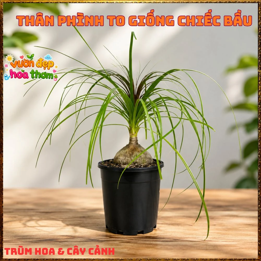 Cây Lan Bầu Rượu Tròn Đều Dáng Đẹp Có Đủ Loại 1 Ngọn Và Nhiều Ngọn - Ảnh 13