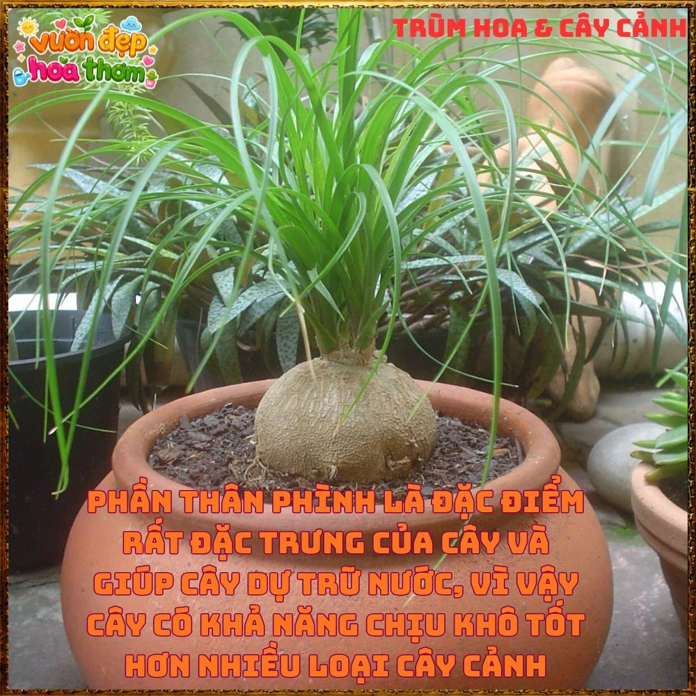 Cây Lan Bầu Rượu Tròn Đều Dáng Đẹp Có Đủ Loại 1 Ngọn Và Nhiều Ngọn - Ảnh 14