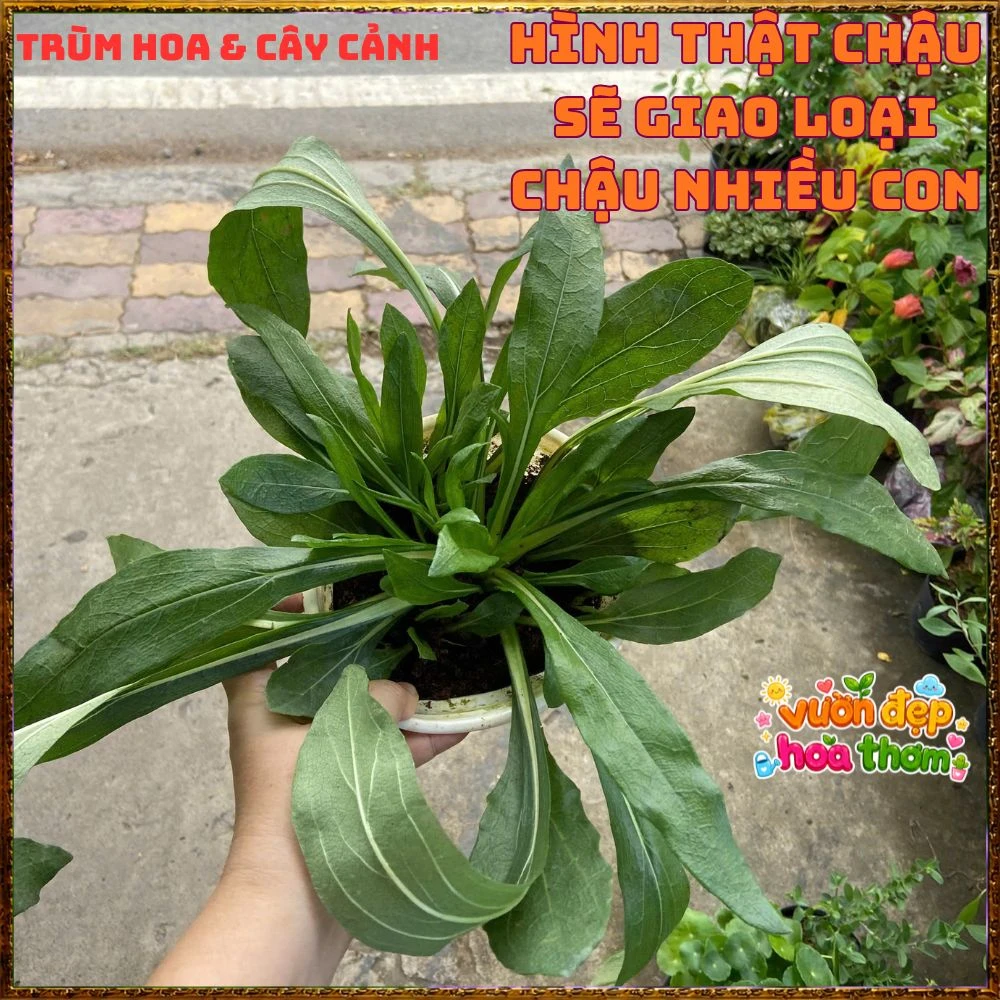 Cây Giống Hướng Dương Đầm Lầy Hoa Cúc Hoàng Mi Tuyệt Đẹp Chịu Xứ Nóng - Ảnh 13