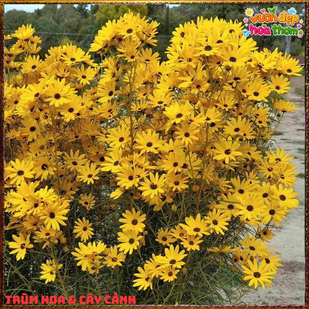Cây Giống Hướng Dương Đầm Lầy Hoa Cúc Hoàng Mi Tuyệt Đẹp Chịu Xứ Nóng - Ảnh 2