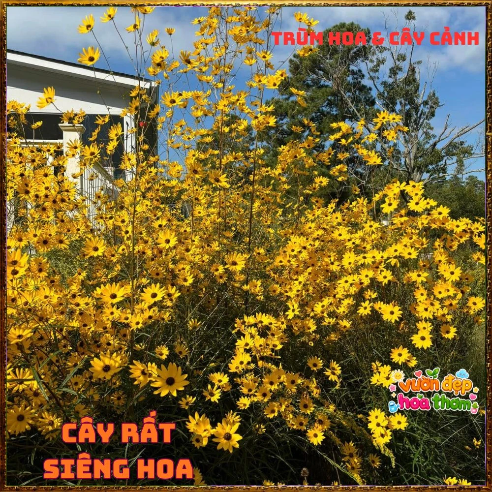 Cây Giống Hướng Dương Đầm Lầy Hoa Cúc Hoàng Mi Tuyệt Đẹp Chịu Xứ Nóng - Ảnh 20