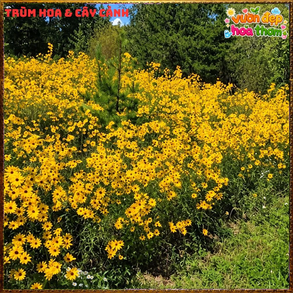 Cây Giống Hướng Dương Đầm Lầy Hoa Cúc Hoàng Mi Tuyệt Đẹp Chịu Xứ Nóng - Ảnh 3