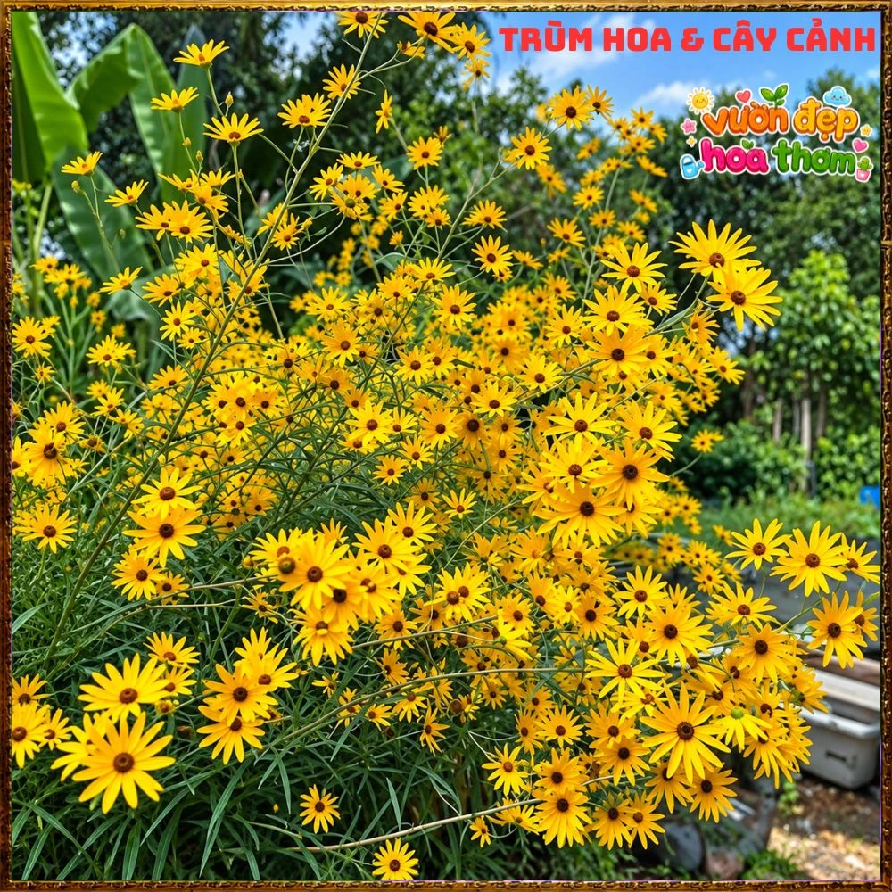 Cây Giống Hướng Dương Đầm Lầy Hoa Cúc Hoàng Mi Tuyệt Đẹp Chịu Xứ Nóng - Ảnh 5
