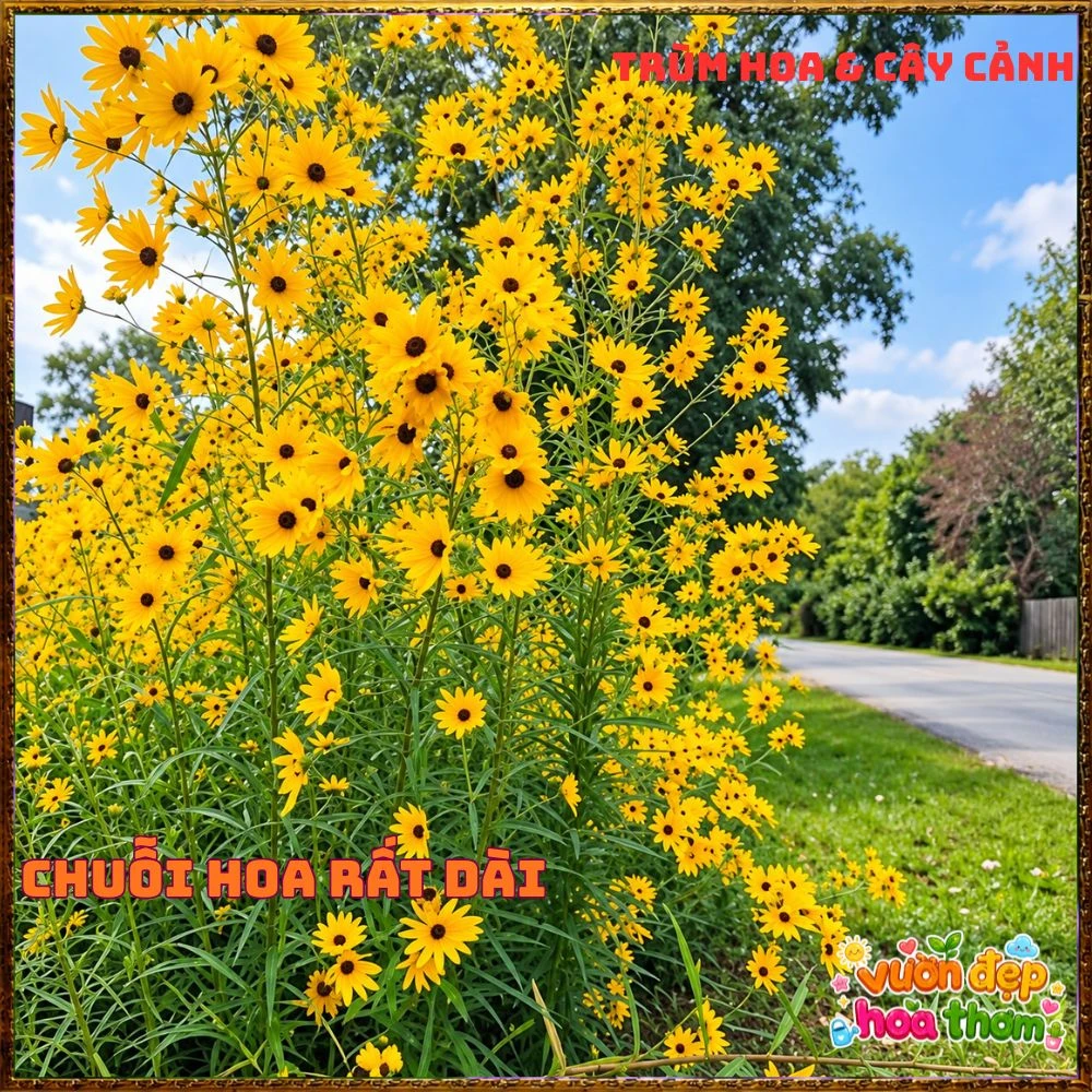 Cây Giống Hướng Dương Đầm Lầy Hoa Cúc Hoàng Mi Tuyệt Đẹp Chịu Xứ Nóng - Ảnh 6