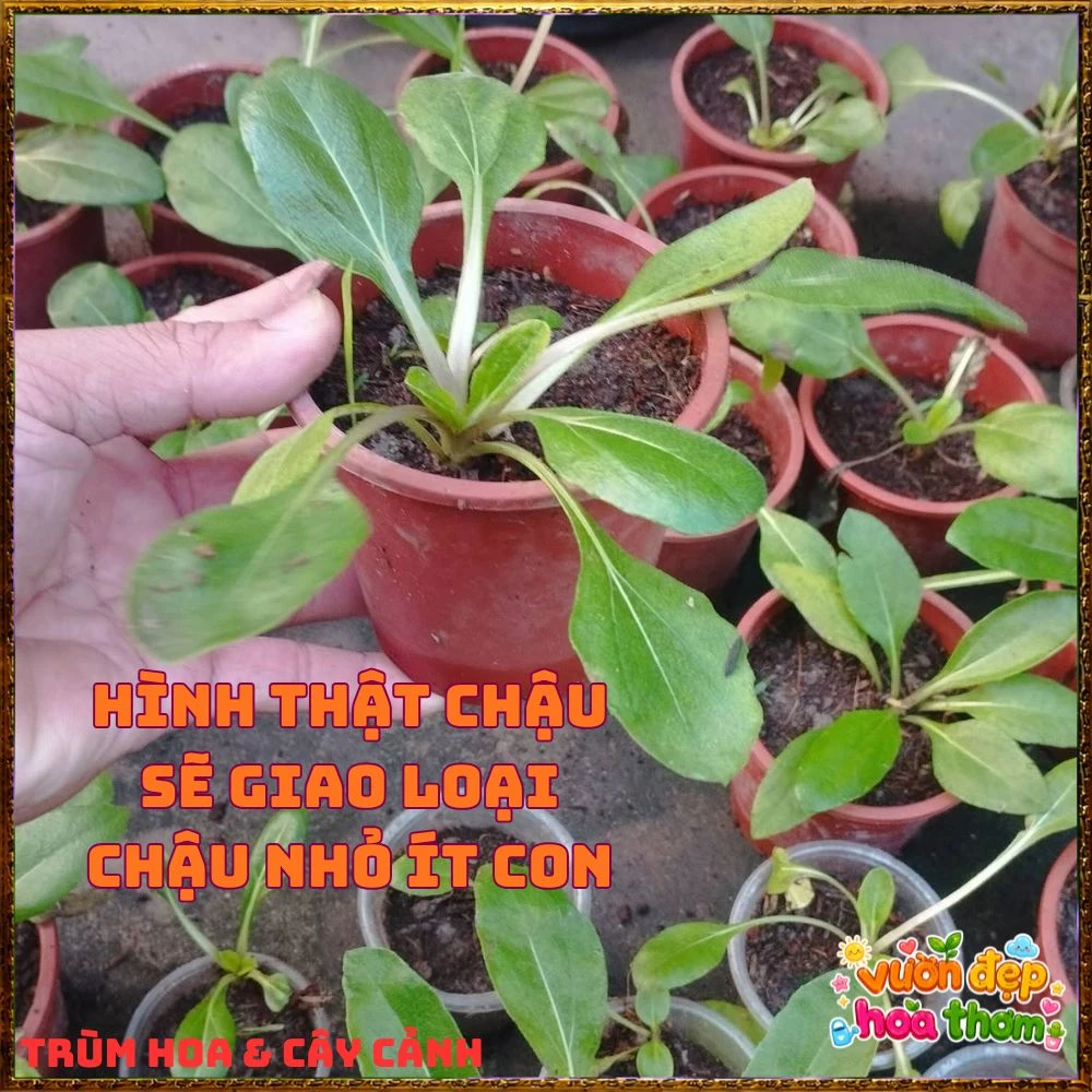 Cây Giống Hướng Dương Đầm Lầy Hoa Cúc Hoàng Mi Tuyệt Đẹp Chịu Xứ Nóng - Ảnh 7