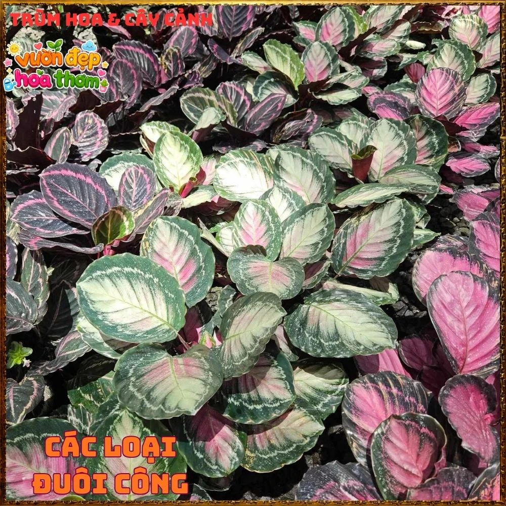 Cây Đuôi Công Hồng Bạc - Ảnh 10