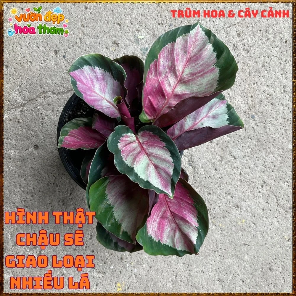 Cây Đuôi Công Hồng Bạc - Ảnh 12
