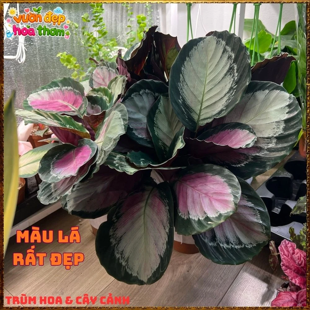 Cây Đuôi Công Hồng Bạc - Ảnh 16