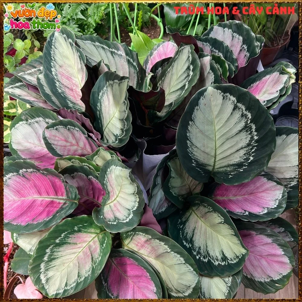Cây Đuôi Công Hồng Bạc - Ảnh 17