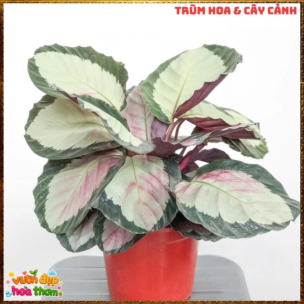 Cây Đuôi Công Hồng Bạc - Ảnh 18