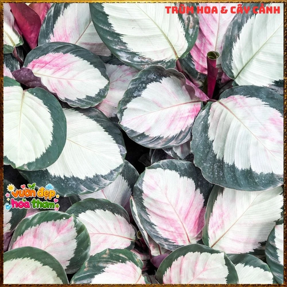 Cây Đuôi Công Hồng Bạc
