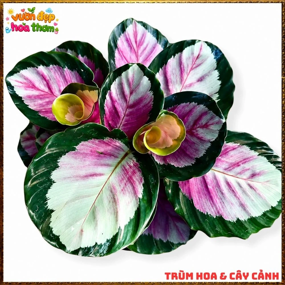 Cây Đuôi Công Hồng Bạc - Ảnh 3