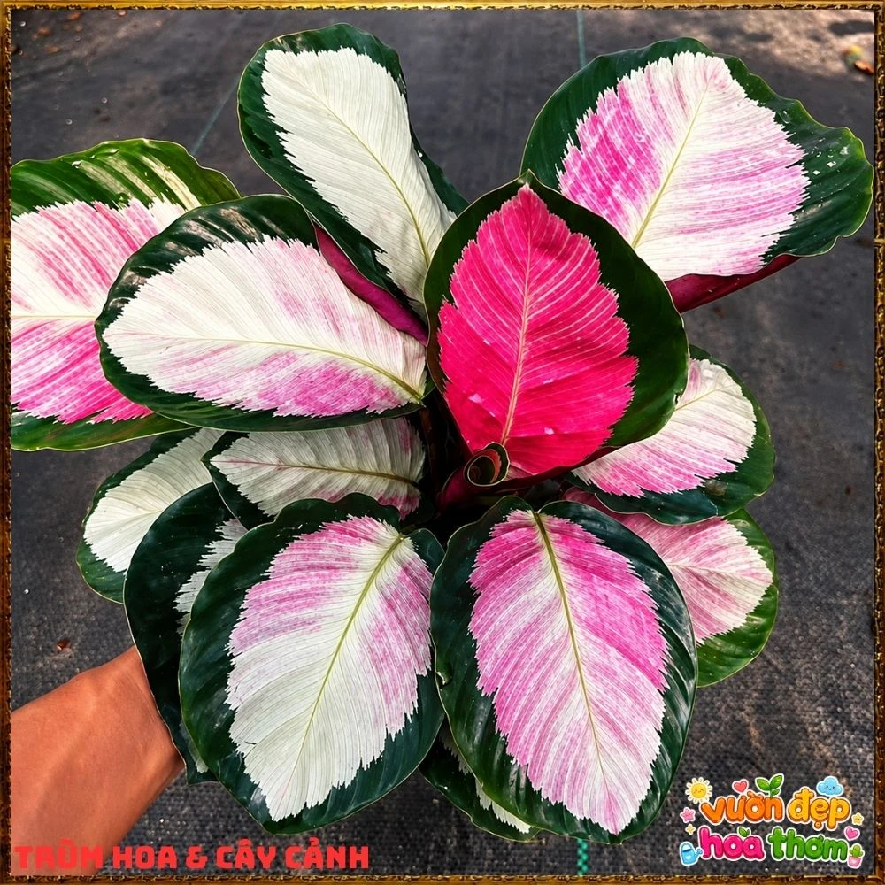 Cây Đuôi Công Hồng Bạc - Ảnh 4