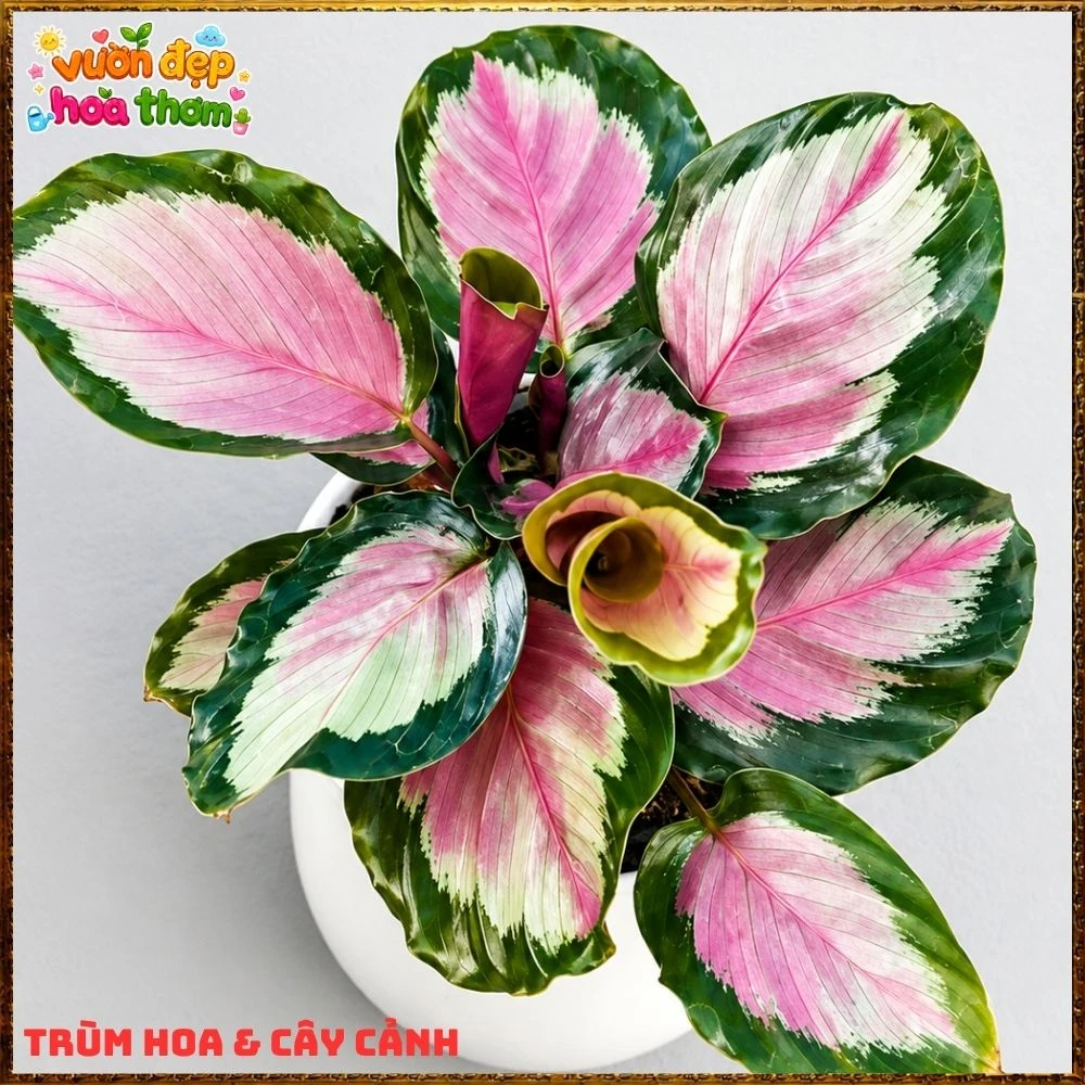 Cây Đuôi Công Hồng Bạc - Ảnh 5