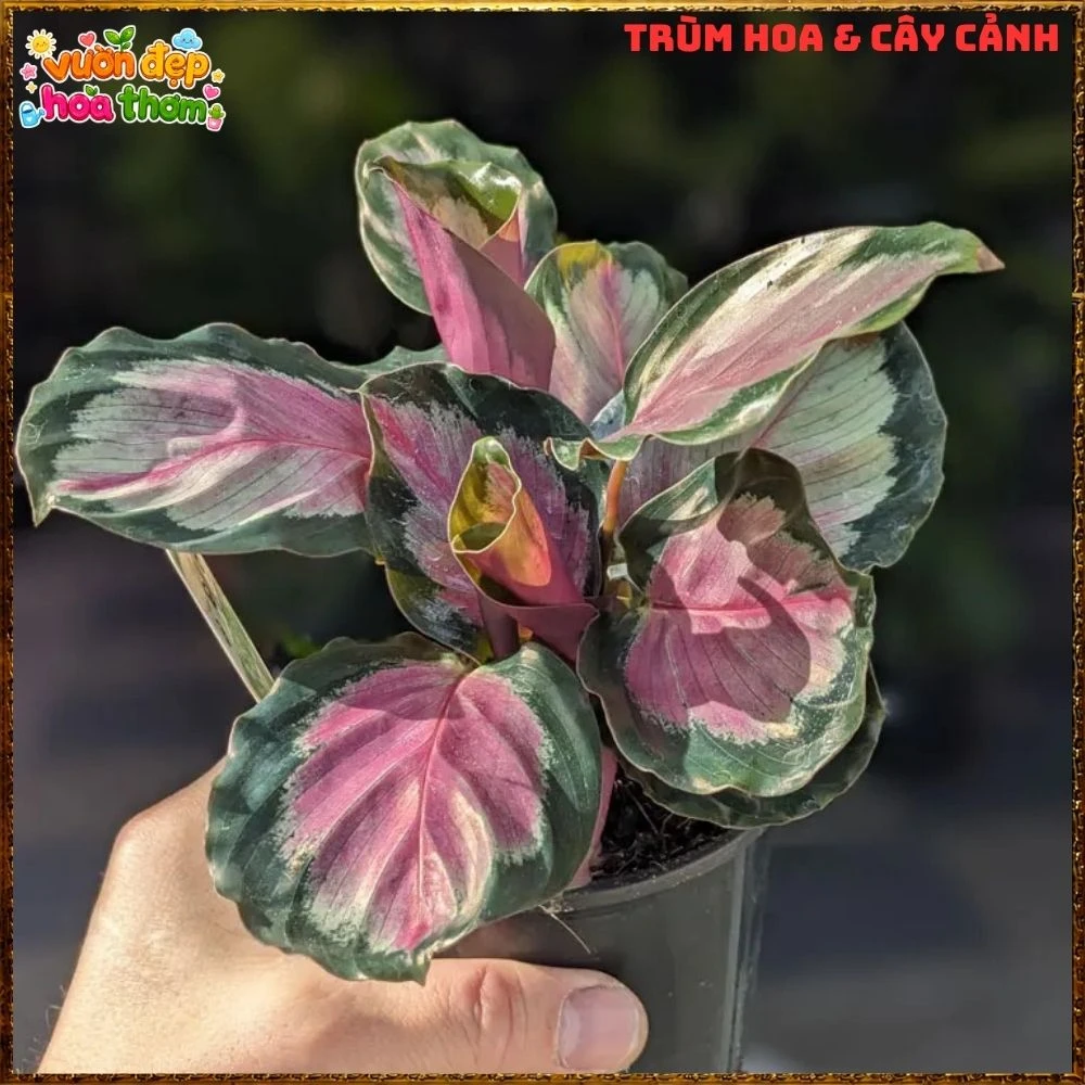 Cây Đuôi Công Hồng Bạc - Ảnh 6