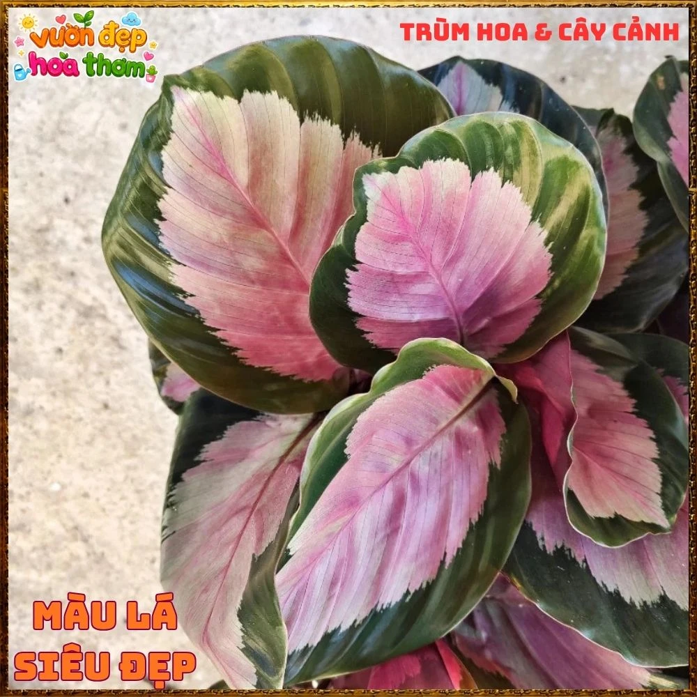 Cây Đuôi Công Hồng Bạc - Ảnh 8