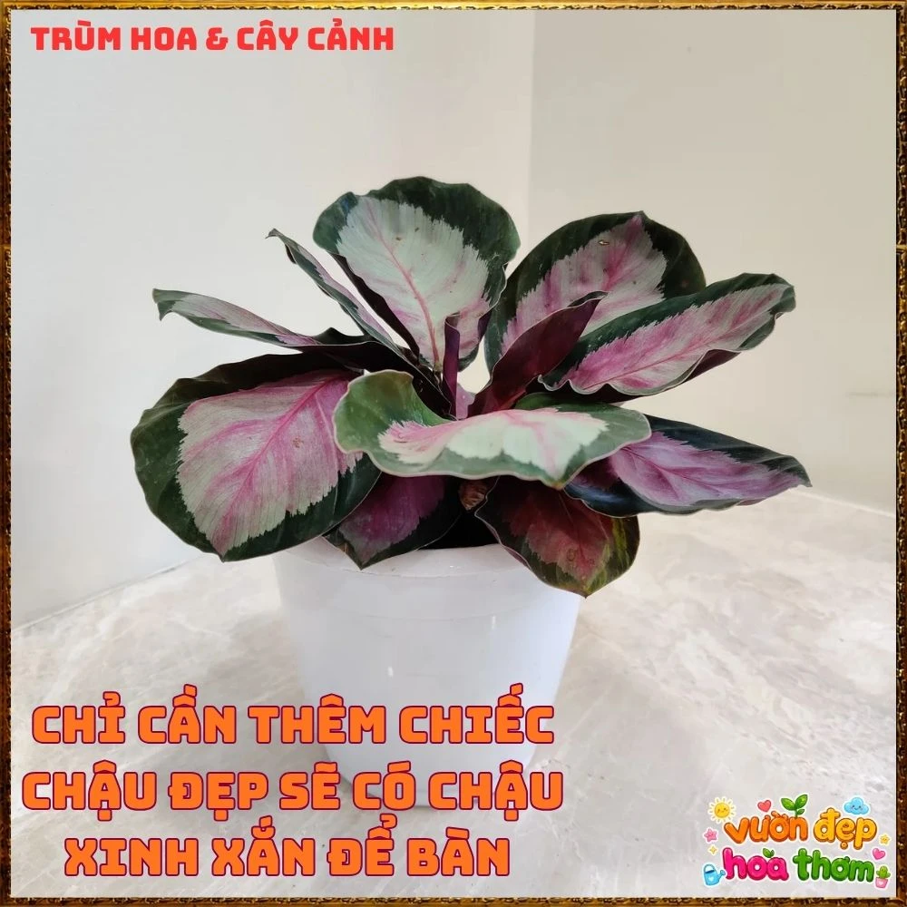 Cây Đuôi Công Hồng Bạc - Ảnh 9