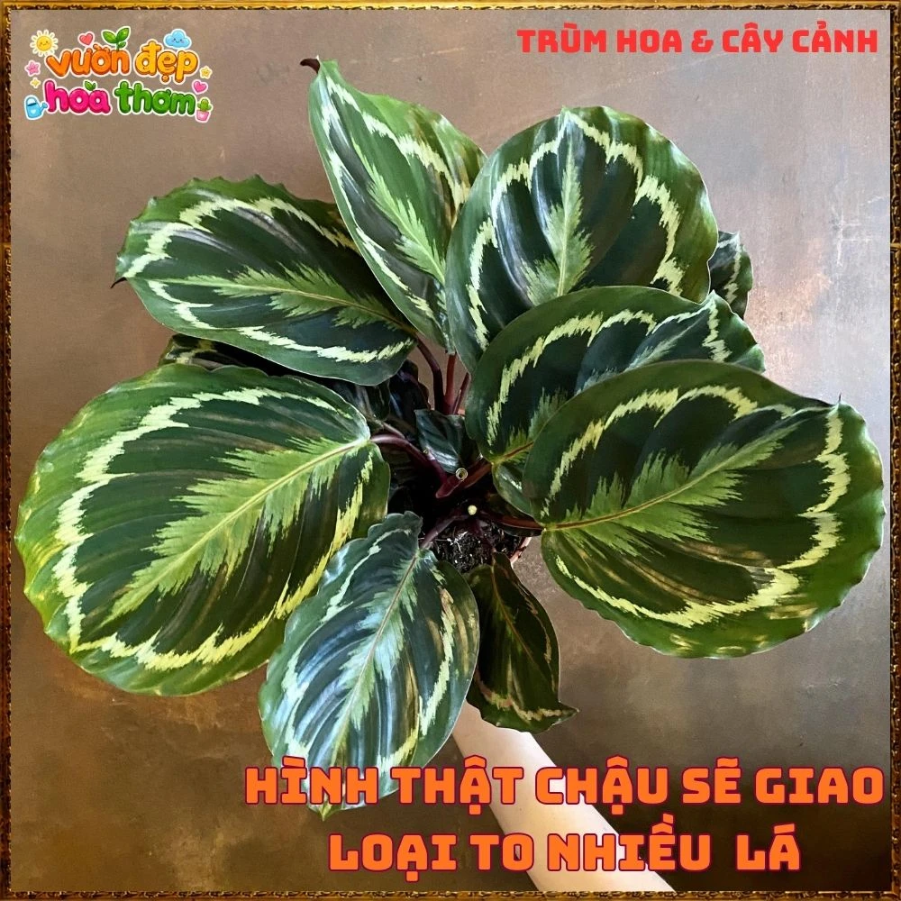 Cây Đuôi Công Rằn Xanh Sọc Rất Đẹp - Ảnh 12
